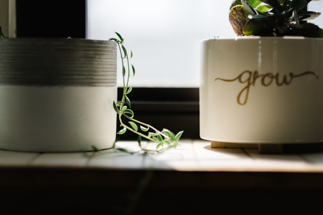 two small plants side by side